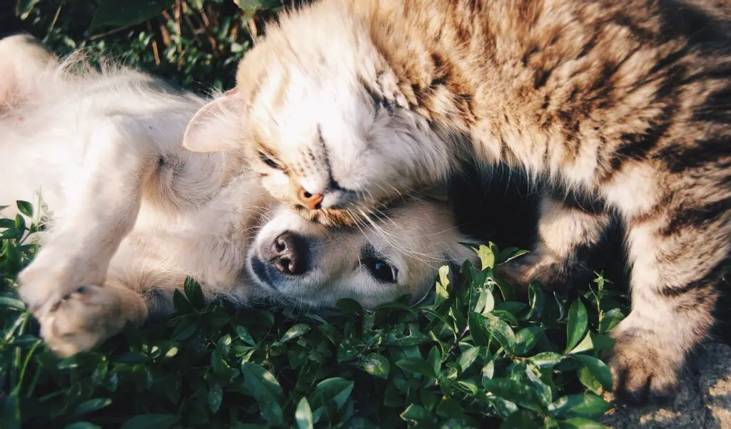 a dog and a cat snuggling to represent pet affiliate programs