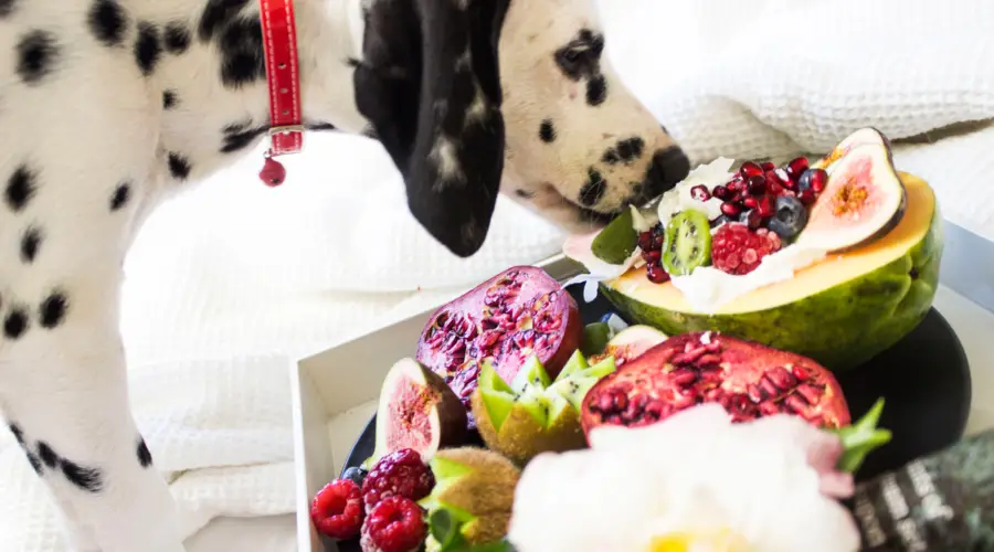 The image shows a photo of a dalmation sniffing a box of fresh produce of fruits and vegetables. There are pet food subscription services that provide all-natural pet food deliveries like this hamper on a weekly, fortnightly or monthly basis and for various pet diets too.